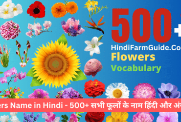 Flowers Name in Hindi - 500+ सभी फूलों के नाम हिंदी और अंग्रेजी में