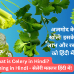 What is Celery in Hindi - Celery Meaning in Hindi